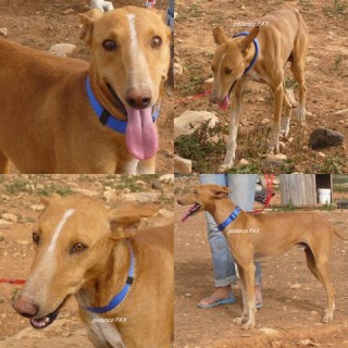 pax c3 1659-218-11
